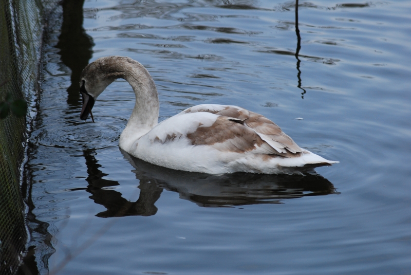 Swan
Keywords: Maiden Earleigh Lake Reading Animal Swan Bird Nikon