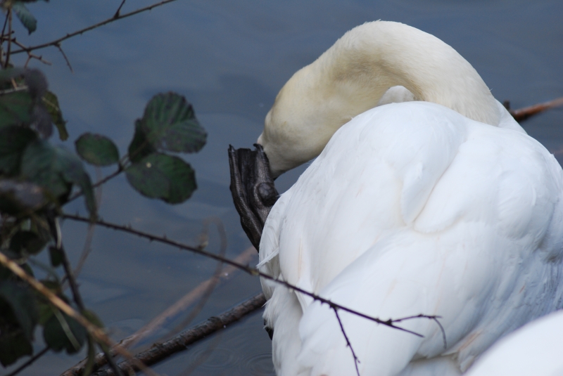Swan
Scratching beak with foot
Keywords: Maiden Earleigh Lake Reading Animal Swan Bird Nikon