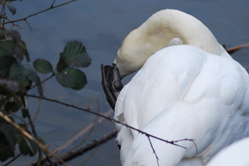 Swan
Scratching beak with foot
Keywords: Maiden Earleigh Lake Reading Animal Swan Bird Nikon