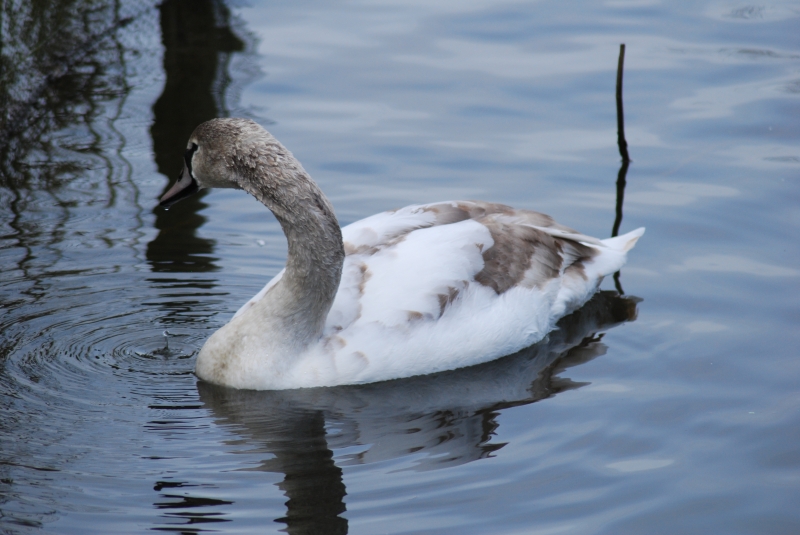 Ugly Duckling
Transformation almost complete
Keywords: Maiden Earleigh Lake Reading Animal Swan Bird Nikon Swan