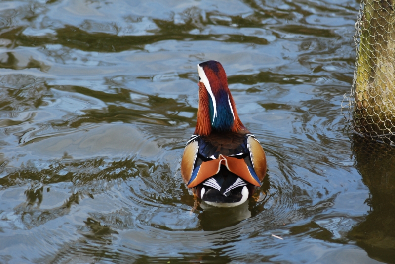 Mandarin Duck - Male
Keywords: Maiden Earleigh Lake Reading Animal Bird Nikon Duck