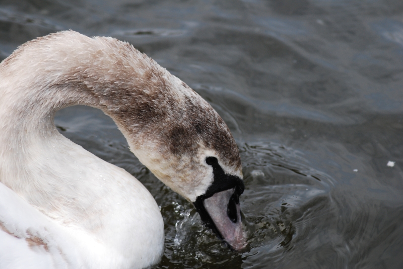 Swan
Keywords: Maiden Earleigh Lake Reading Animal Swan Bird Nikon