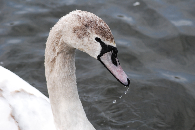 Swan
Keywords: Maiden Earleigh Lake Reading Animal Swan Bird Nikon