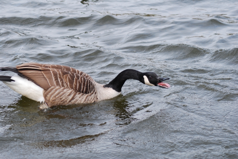 Goose
Keywords: Maiden Earleigh Lake Reading Animal Goose Bird Nikon