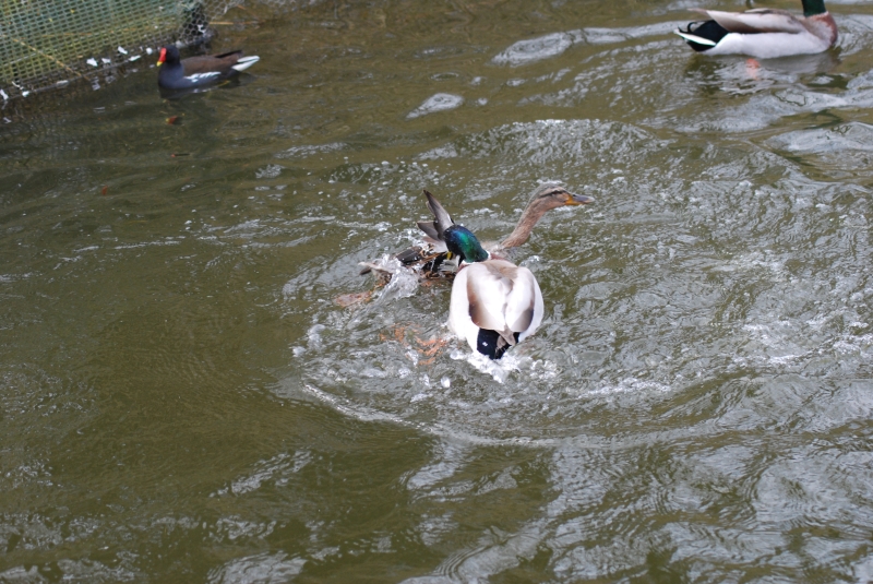 Fighting Ducks
Keywords: Maiden Earleigh Lake Reading Animal Duck Bird Nikon