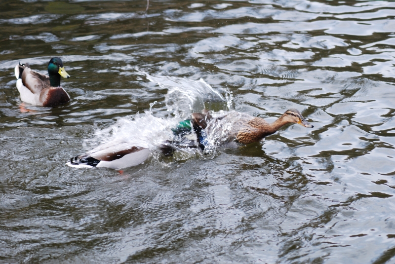 Fighting Ducks
Keywords: Maiden Earleigh Lake Reading Animal Duck Bird Nikon
