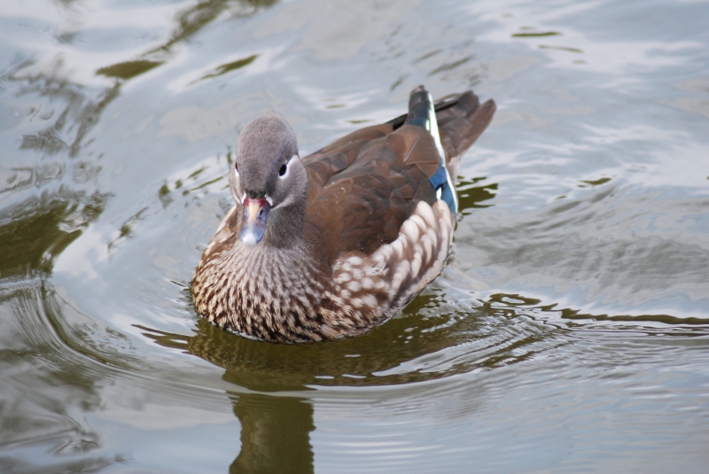 Mandarin Duck
Keywords: Maiden Earleigh Lake Reading Animal Bird Nikon Duck