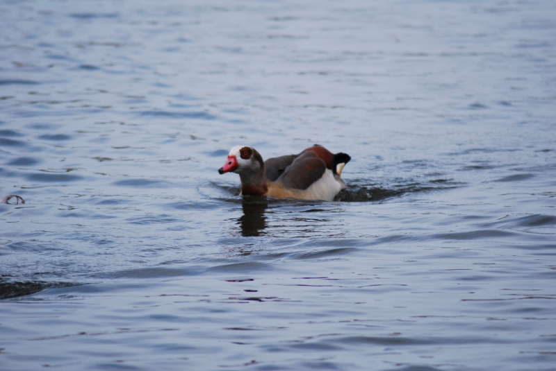 Egyptian Goose
Keywords: Maiden Earleigh Lake Reading Animal Bird Nikon Goose