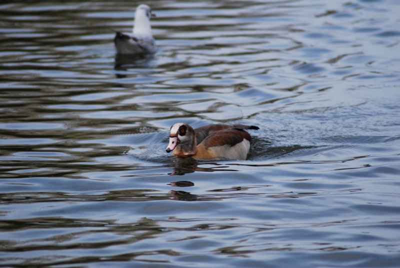 Egyptian Goose
Keywords: Maiden Earleigh Lake Reading Animal Bird Nikon Goose