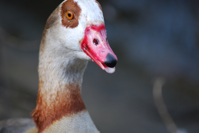 Egyptian Goose
Keywords: Maiden Earleigh Lake Reading Animal Bird Nikon Goose