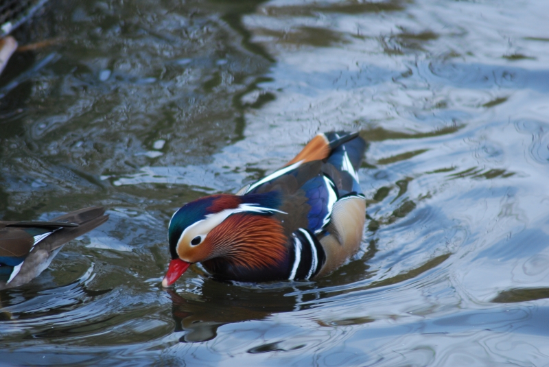 Mandarin Duck
Keywords: Maiden Earleigh Lake Reading Animal Bird Nikon Duck