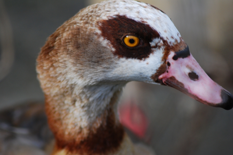 Egyptian Goose
Keywords: Maiden Earleigh Lake Reading Animal Bird Nikon Goose