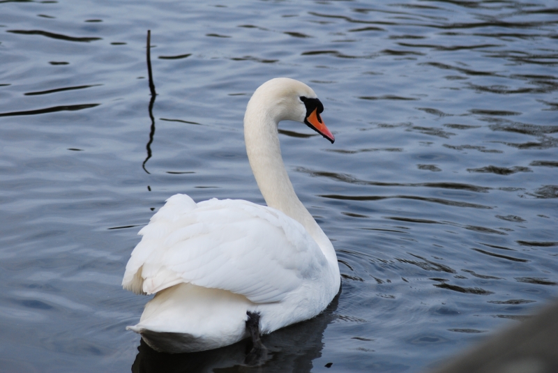 Swan
Keywords: Maiden Earleigh Lake Reading Animal Swan Bird Nikon