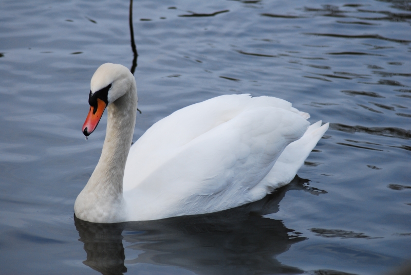 Swan 
Keywords: Maiden Earleigh Lake Reading Animal Swan Bird Nikon