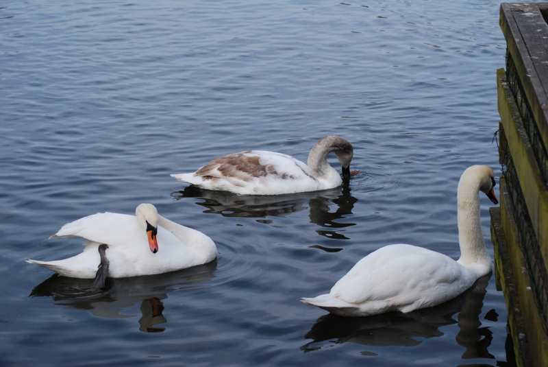Swan Family
Keywords: Maiden Earleigh Lake Reading Animal Swan Bird Nikon