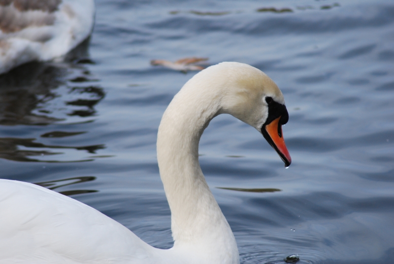 Swan
Keywords: Maiden Earleigh Lake Reading Animal Swan Bird Nikon