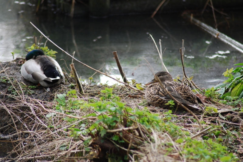 Sleeping Ducks
Keywords: Maiden Earleigh Lake Reading Animal Duck Bird Nikon