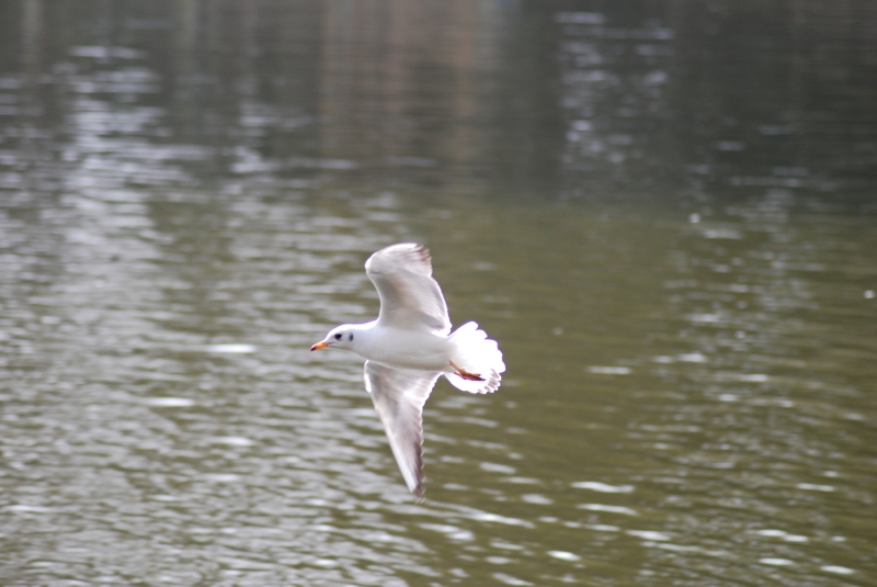 Seagull
Keywords: Maiden Earleigh Lake Reading Animal Seagull Bird Nikon