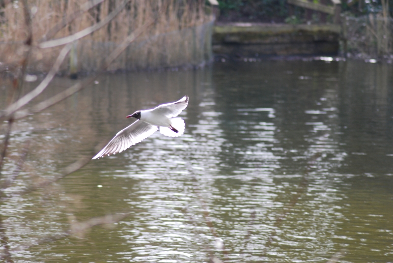 Seagull
Keywords: Maiden Earleigh Lake Reading Animal Seagull Bird Nikon