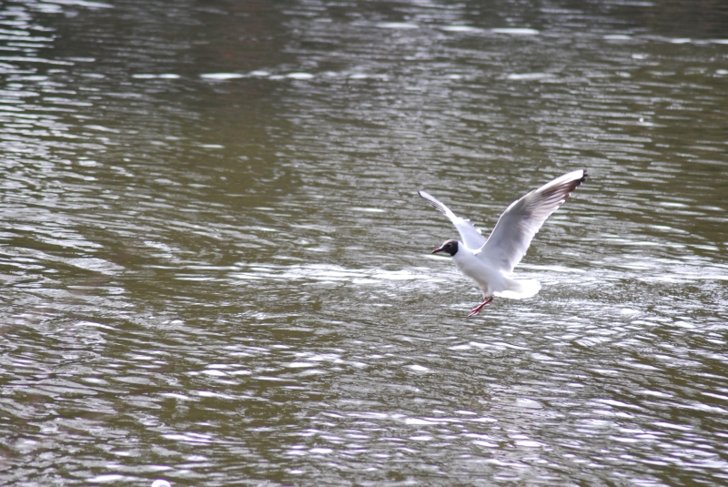 Seagull
Keywords: Maiden Earleigh Lake Reading Animal Seagull Bird Nikon