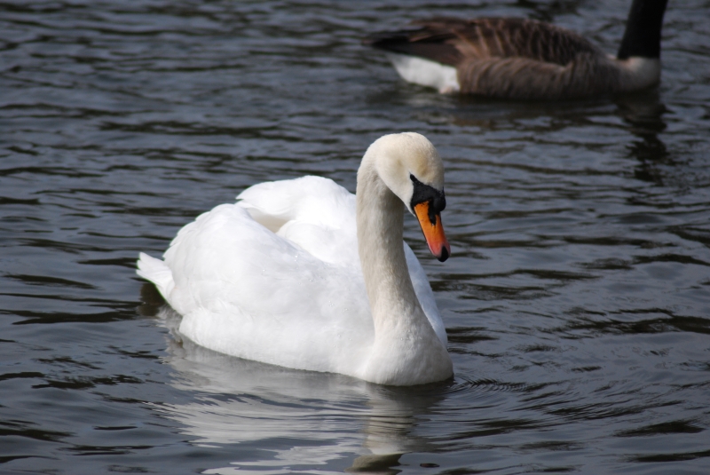 Swan
Keywords: Maiden Earleigh Lake Reading Animal Swan Bird Nikon