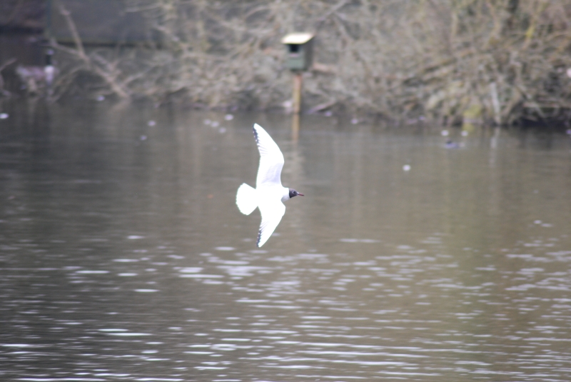 Seagull
Keywords: Maiden Earleigh Lake Reading Animal Seagull Bird Nikon