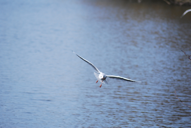 Seagull
Keywords: Maiden Earleigh Lake Reading Animal Seagull Bird Nikon