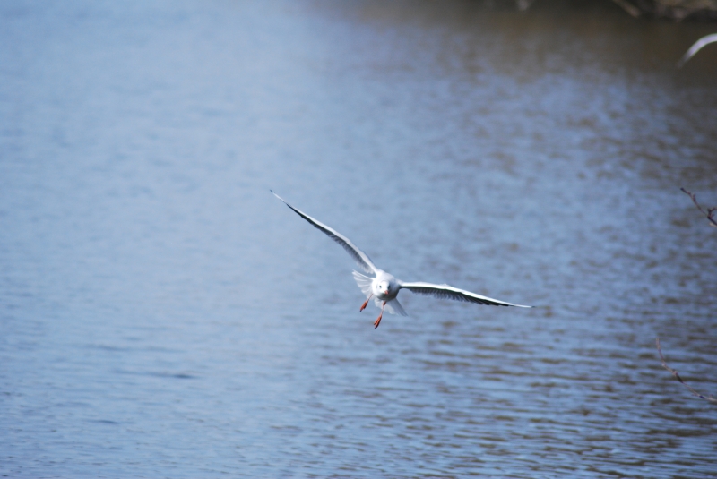 Seagull
Keywords: Maiden Earleigh Lake Reading Animal Seagull Bird Nikon