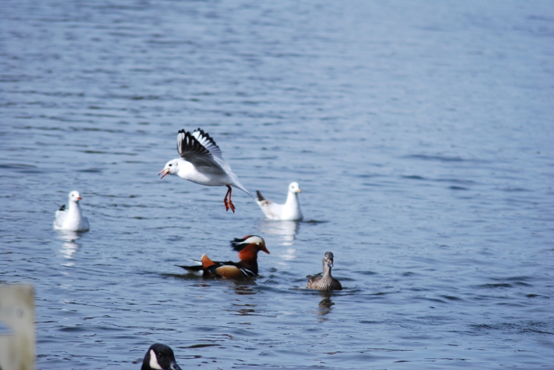Seagulls and Mandarin Duck
Keywords: Maiden Earleigh Lake Reading Animal Seagull Bird Nikon Duck