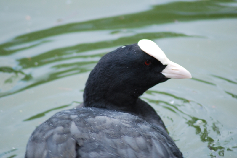 Cootie Pie
Keywords: Maiden Earleigh Lake Reading Animal Bird Nikon Coot