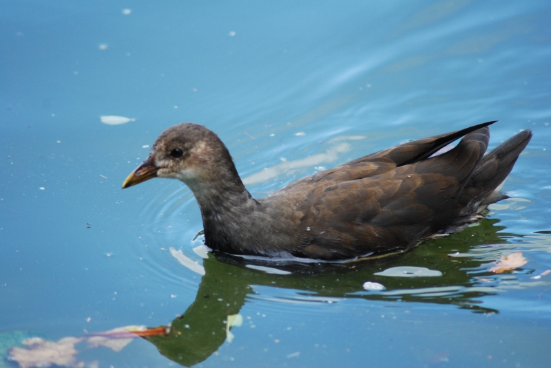 Coot - Female
Keywords: Maiden Earleigh Lake Reading Animal Bird Nikon Coot
