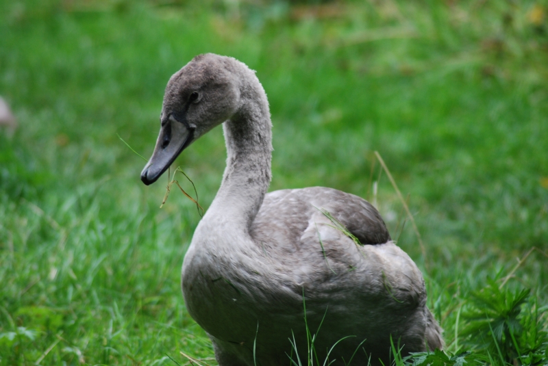 Swan
Keywords: Maiden Earleigh Lake Reading Animal Bird Nikon Swan