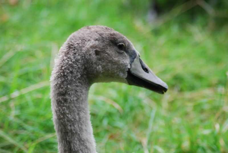 Swan
Keywords: Maiden Earleigh Lake Reading Animal Bird Nikon Swan