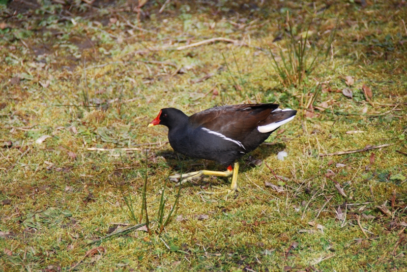 Moorhen
Keywords: Maiden Earleigh Lake Reading Animal Bird Nikon