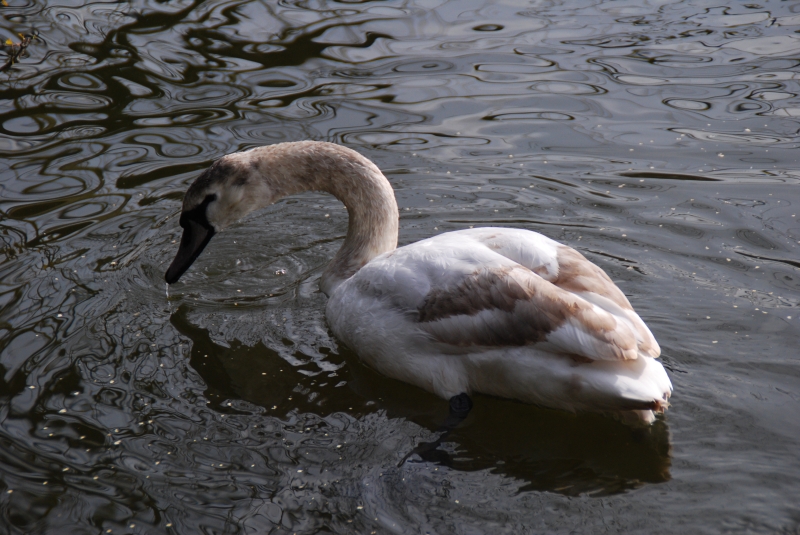 Swan/Cygnet
Keywords: Maiden Earleigh Lake Reading Animal Bird Nikon Swan