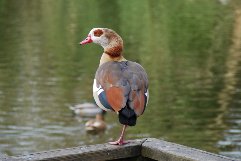 Egyptian Goose
Keywords: Maiden Earleigh Lake Reading Animal Bird Nikon Goose