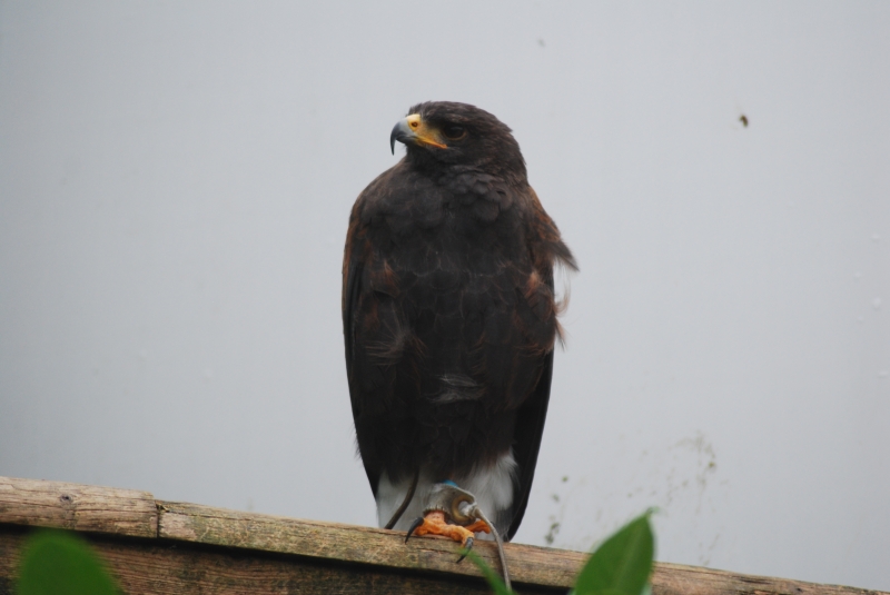 Liberty's Centre - Hawk
Keywords: Libertys Nikon Animal Bird Hawk