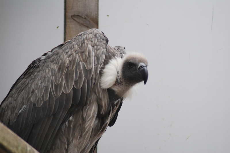 Liberty's Centre - Vulture
Keywords: Libertys Nikon Animal Bird Vulture