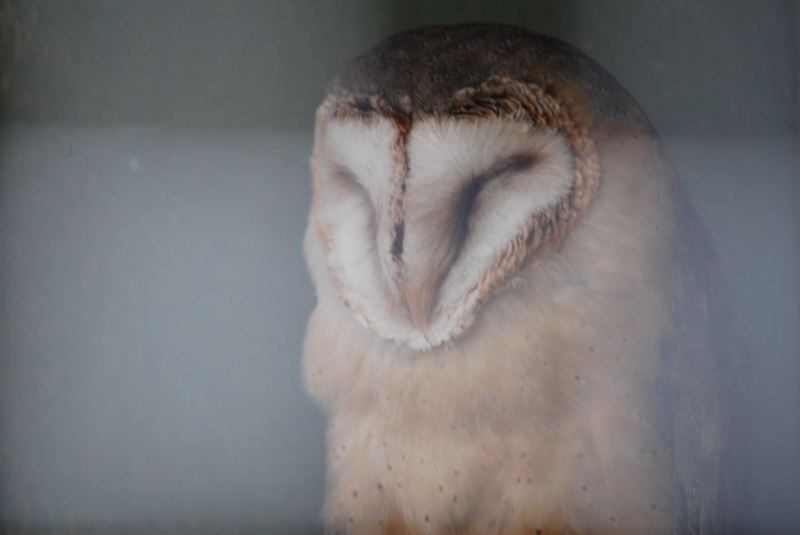 Liberty's Centre - Owl
Keywords: Libertys Nikon Animal Bird Owl