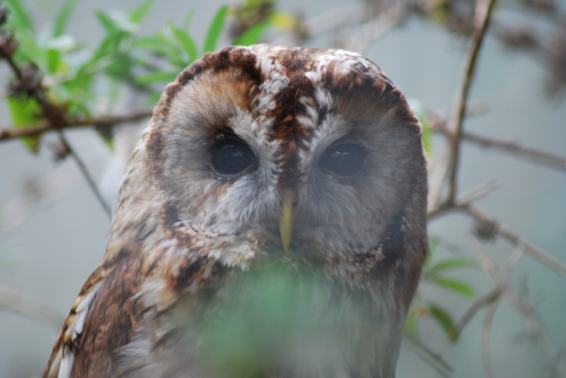 Liberty's Centre - Owl
Keywords: Libertys Nikon Animal Bird