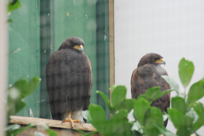 Liberty's Centre - Hawk
Keywords: Libertys Nikon Animal Bird