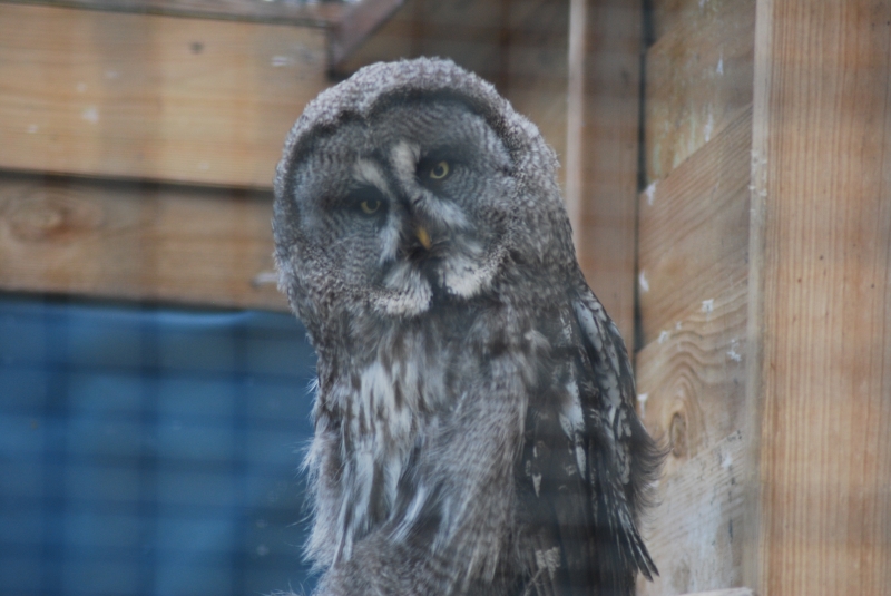 Liberty's Centre - Owl
Keywords: Libertys Nikon Animal Bird Owl