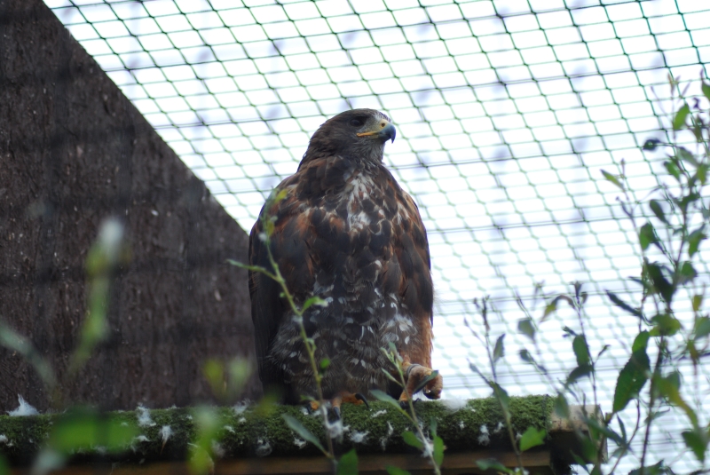 Liberty's Centre - Hawk
Keywords: Libertys Nikon Animal Bird