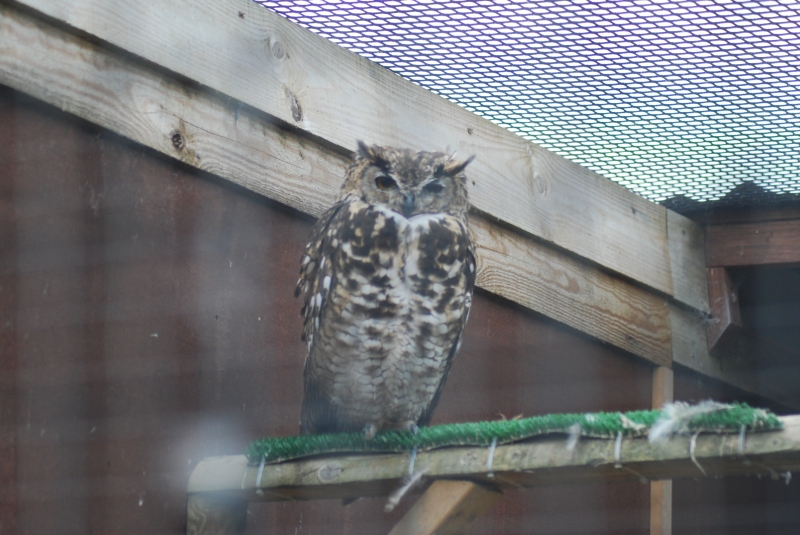 Liberty's Centre - Owl
Keywords: Libertys Nikon Animal Bird Owl