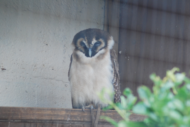 Liberty's Centre - Owl
Keywords: Libertys Nikon Animal Bird Owl