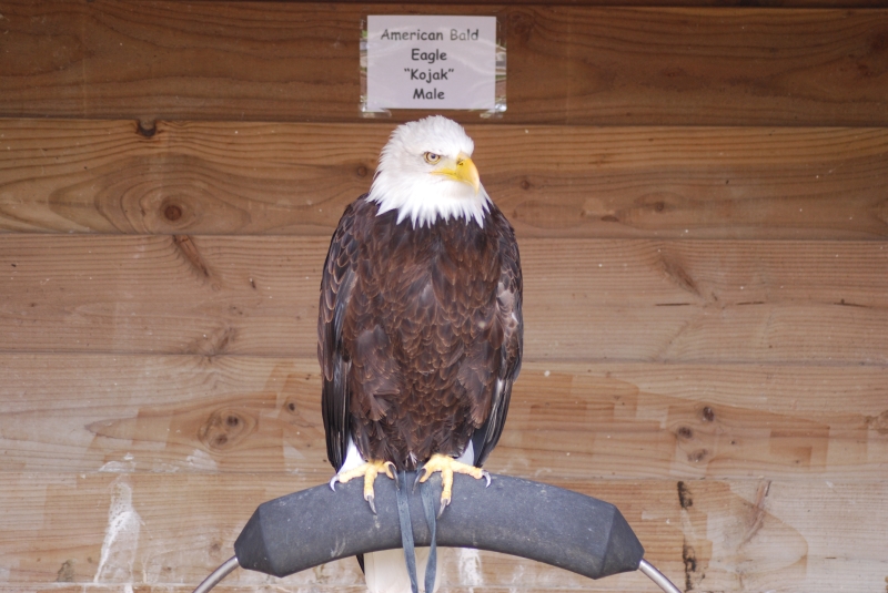Liberty's Centre - Eagle
Keywords: Libertys Nikon Animal Bird Eagle