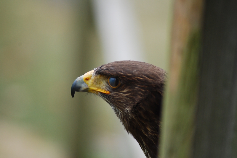 Liberty's Centre - Hawk
Keywords: Libertys Nikon Animal Bird Hawk