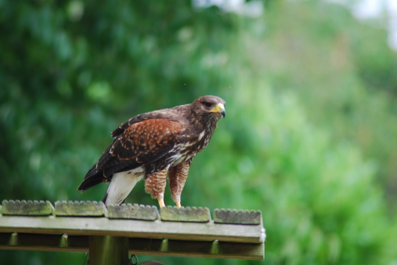 Liberty's Centre - Hawk
Keywords: Libertys Nikon Animal Bird Hawk