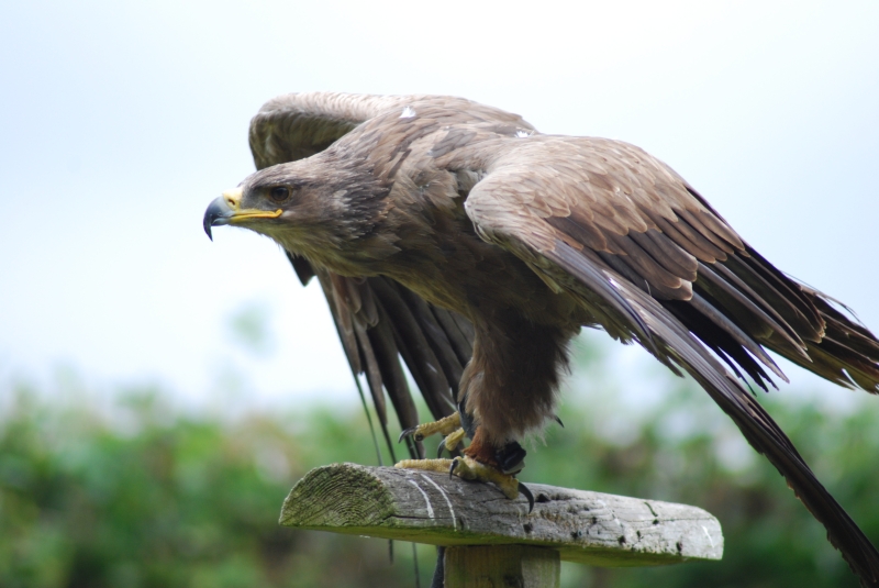 Liberty's Centre - Eagle
Keywords: Libertys Nikon Animal Bird Eagle