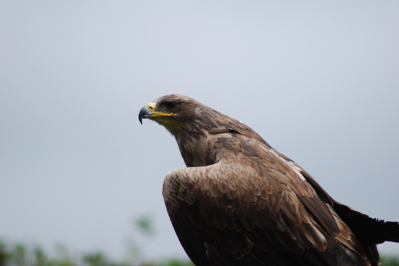 Liberty's Centre - Eagle
Keywords: Libertys Nikon Animal Bird